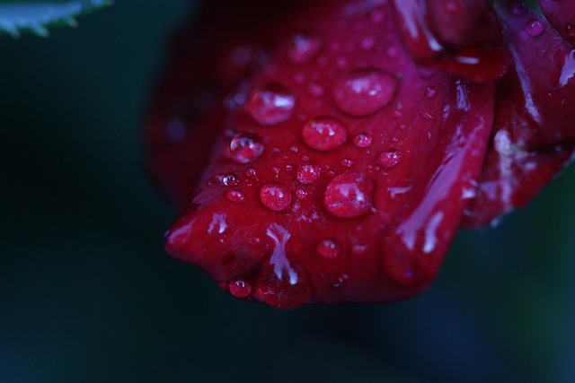 Close-up of a red rose with water droplets